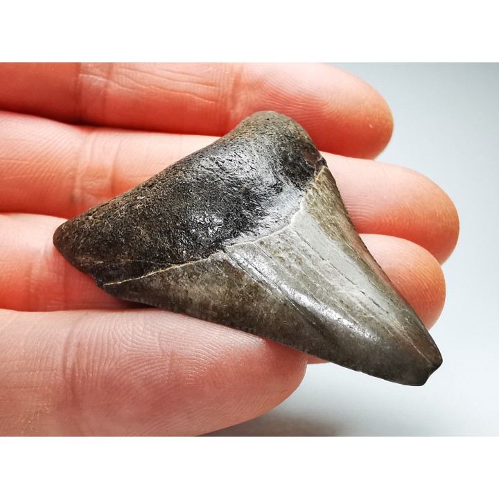 shark teeth: Carcharodon megalodon - Miocene (USA)