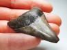 Dent de requin: Carcharodon megalodon, Miocène (USA)