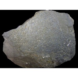 GRAPTOLITES  Silurien