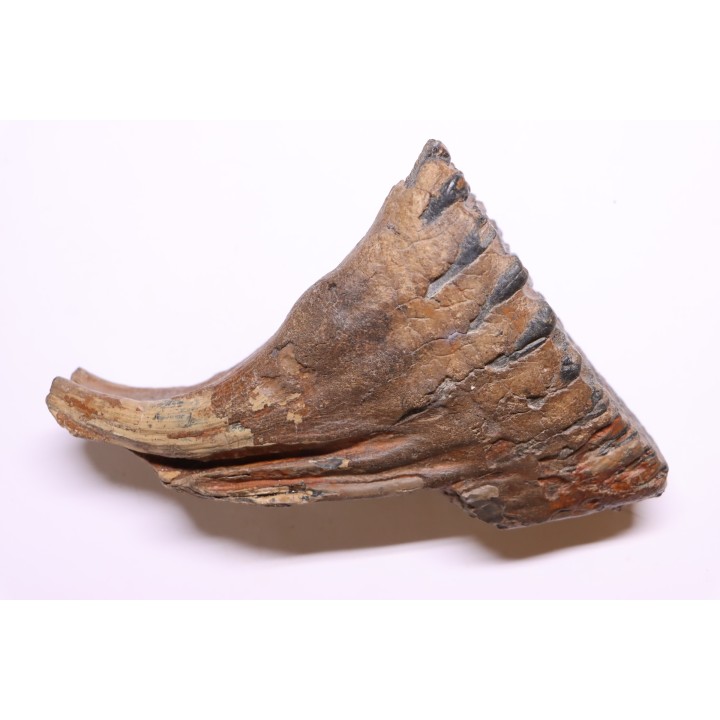 DENT DE MAMMOUTH:  Mammuthus primigenius - Pléistocène   Mer du Nord
