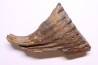MAMMOTH TOOTH: Mammuthus primigenius - Pléistocène - North sea