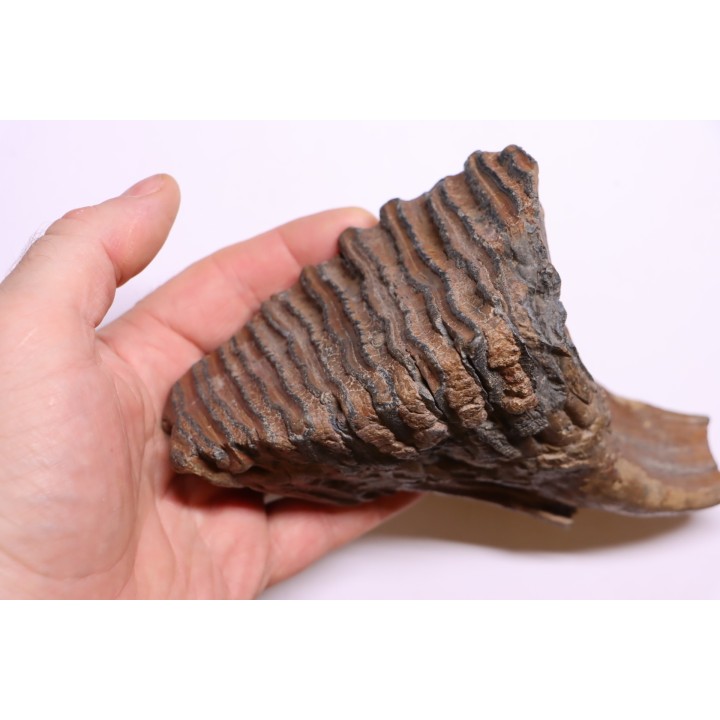 DENT DE MAMMOUTH:  Mammuthus primigenius - Pléistocène   Mer du Nord