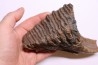 MAMMOTH TOOTH: Mammuthus primigenius - Pléistocène - North sea