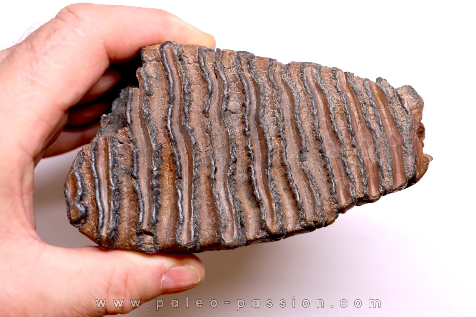 MAMMOTH TOOTH: Mammuthus primigenius - Pléistocène - North sea