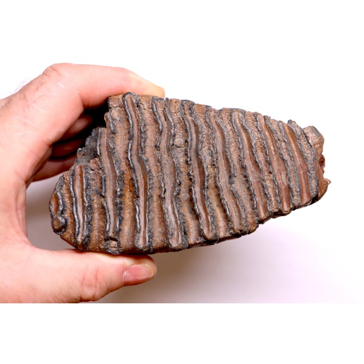 DENT DE MAMMOUTH:  Mammuthus primigenius - Pléistocène   Mer du Nord