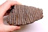 MAMMOTH TOOTH: Mammuthus primigenius - Pléistocène - North sea