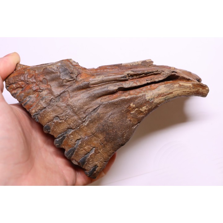 DENT DE MAMMOUTH:  Mammuthus primigenius - Pléistocène   Mer du Nord