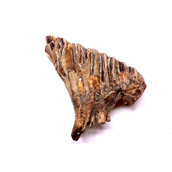 DENT DE MAMMOUTH:  Mammuthus primigenius - Pléistocène   Mer du Nord