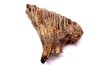 DENT DE MAMMOUTH:  Mammuthus primigenius - Pléistocène   Mer du Nord