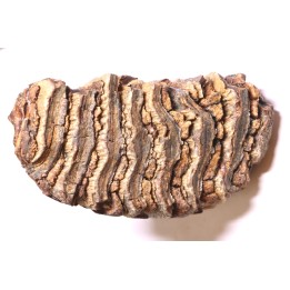MAMMOTH TOOTH:  Mammuthus primigenius -  Pléistocène - North sea