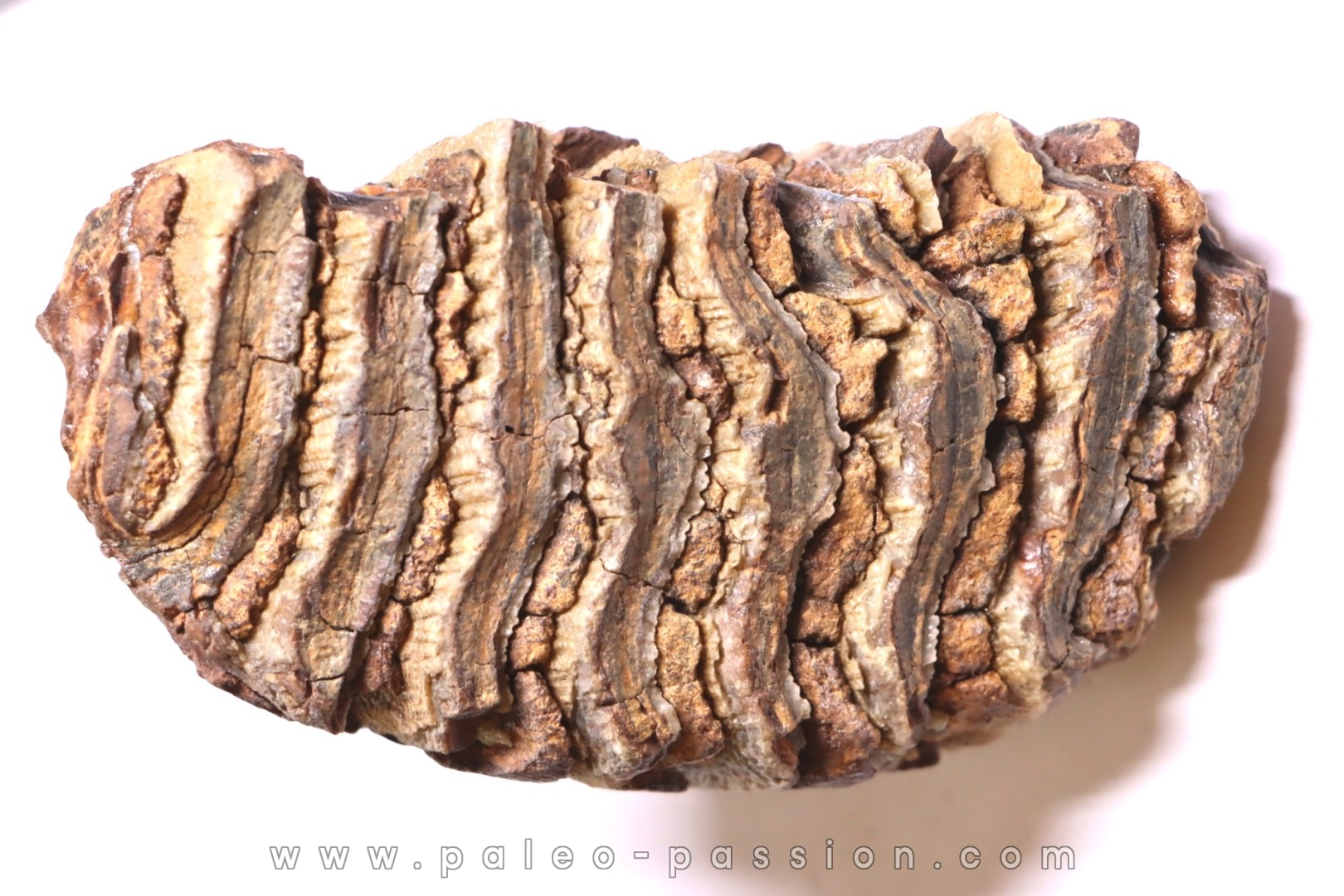 MAMMOTH TOOTH: Mammuthus primigenius - Pléistocène - North sea