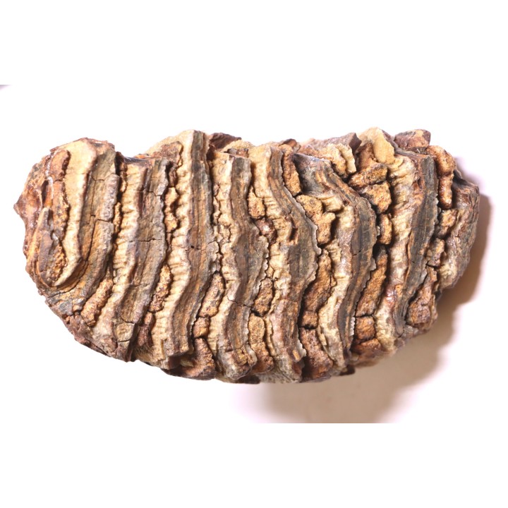 MAMMOTH TOOTH:  Mammuthus primigenius -  Pléistocène - North sea