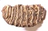 DENT DE MAMMOUTH:  Mammuthus primigenius - Pléistocène   Mer du Nord