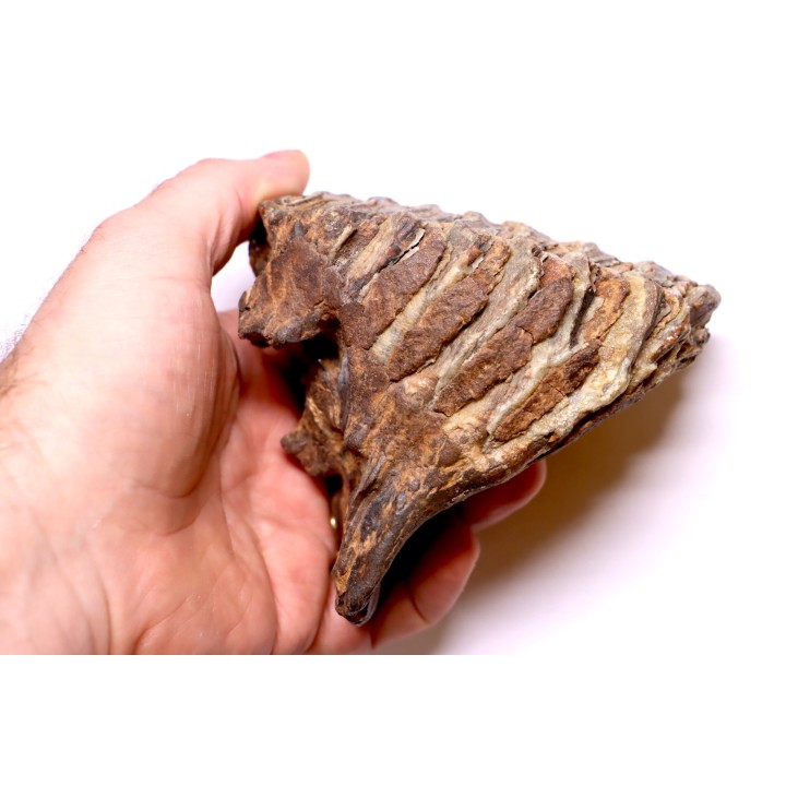 DENT DE MAMMOUTH:  Mammuthus primigenius - Pléistocène   Mer du Nord