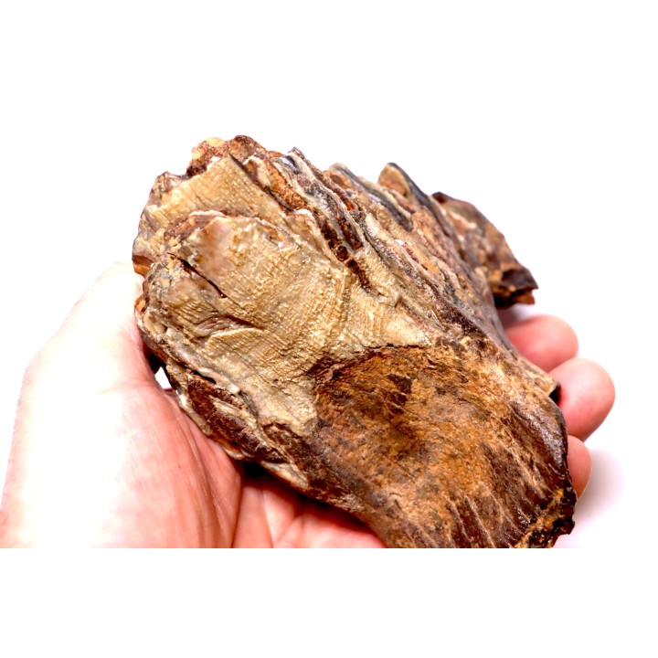 DENT DE MAMMOUTH:  Mammuthus primigenius - Pléistocène   Mer du Nord