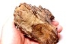 MAMMOTH TOOTH: Mammuthus primigenius - Pléistocène - North sea