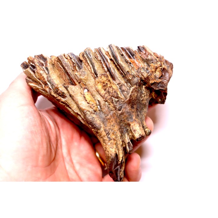 MAMMOTH TOOTH:  Mammuthus primigenius -  Pléistocène - North sea