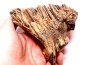 DENT DE MAMMOUTH:  Mammuthus primigenius - Pléistocène   Mer du Nord