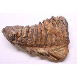 DENT DE MAMMOUTH:  Mammuthus primigenius - Pléistocène   Mer du Nord