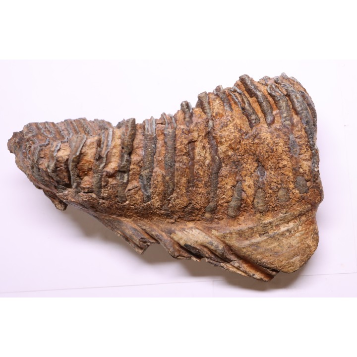 MAMMOTH TOOTH:  Mammuthus primigenius -  Pléistocène - North sea