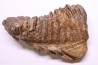 MAMMOTH TOOTH: Mammuthus primigenius - Pléistocène - North sea