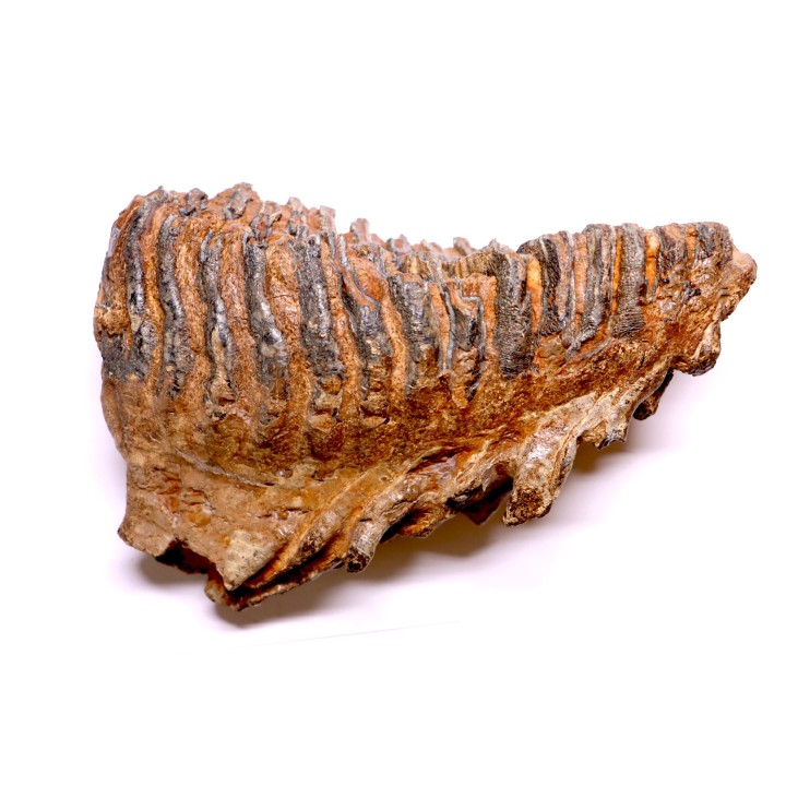 MAMMOTH TOOTH:  Mammuthus primigenius -  Pléistocène - North sea