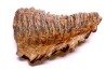 MAMMOTH TOOTH: Mammuthus primigenius - Pléistocène - North sea