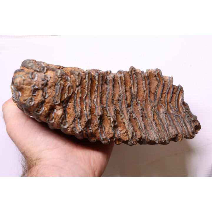 DENT DE MAMMOUTH:  Mammuthus primigenius - Pléistocène   Mer du Nord