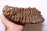 MAMMOTH TOOTH: Mammuthus primigenius - Pléistocène - North sea