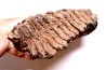 MAMMOTH TOOTH: Mammuthus primigenius - Pléistocène - North sea