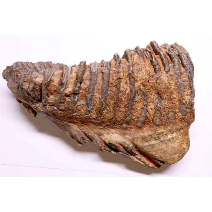 DENT DE MAMMOUTH:  Mammuthus primigenius - Pléistocène   Mer du Nord