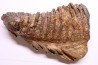 DENT DE MAMMOUTH:  Mammuthus primigenius - Pléistocène   Mer du Nord