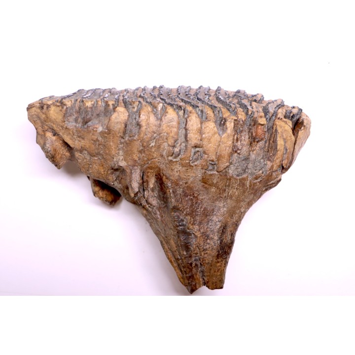 MAMMOTH TOOTH:  Mammuthus primigenius -  Pléistocène - North sea