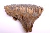 MAMMOTH TOOTH:  Mammuthus primigenius -  Pléistocène - North sea