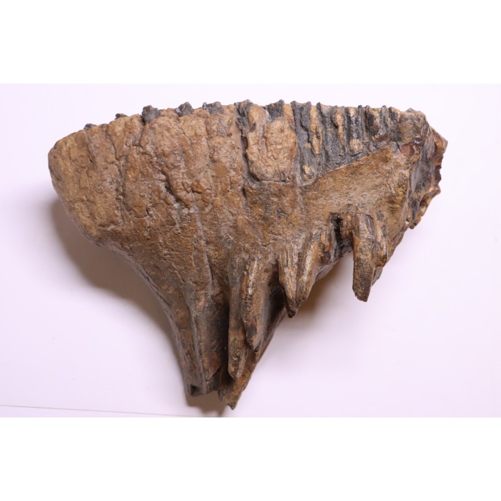DENT DE MAMMOUTH:  Mammuthus primigenius - Pléistocène   Mer du Nord