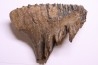 MAMMOTH TOOTH:  Mammuthus primigenius -  Pléistocène - North sea