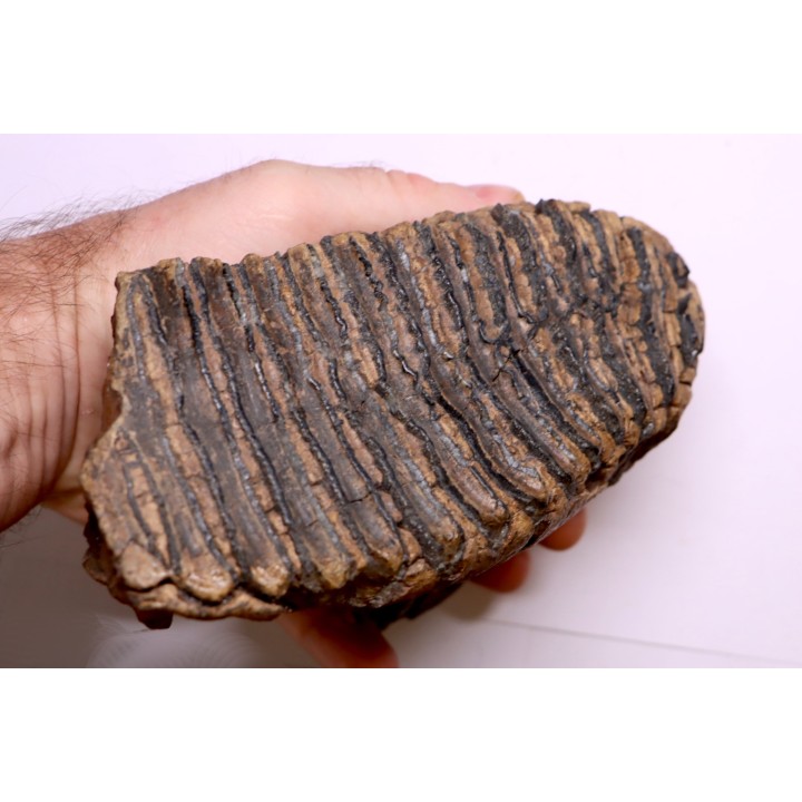 MAMMOTH TOOTH:  Mammuthus primigenius -  Pléistocène - North sea