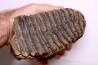 MAMMOTH TOOTH:  Mammuthus primigenius -  Pléistocène - North sea