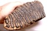 MAMMOTH TOOTH:  Mammuthus primigenius -  Pléistocène - North sea