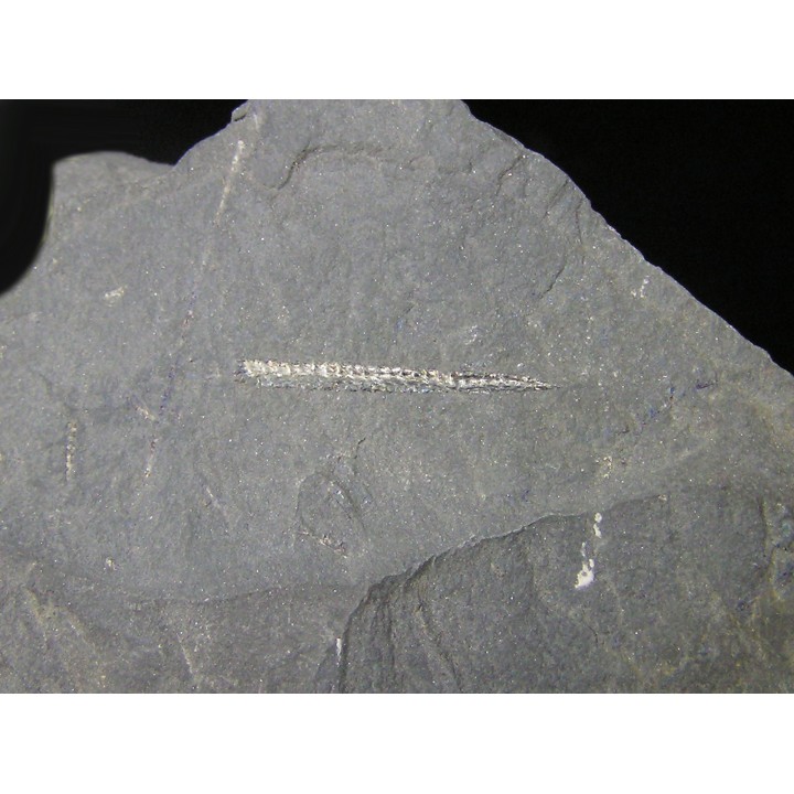 GRAPTOLITES  Silurien
