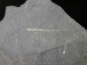 GRAPTOLITES  Silurien