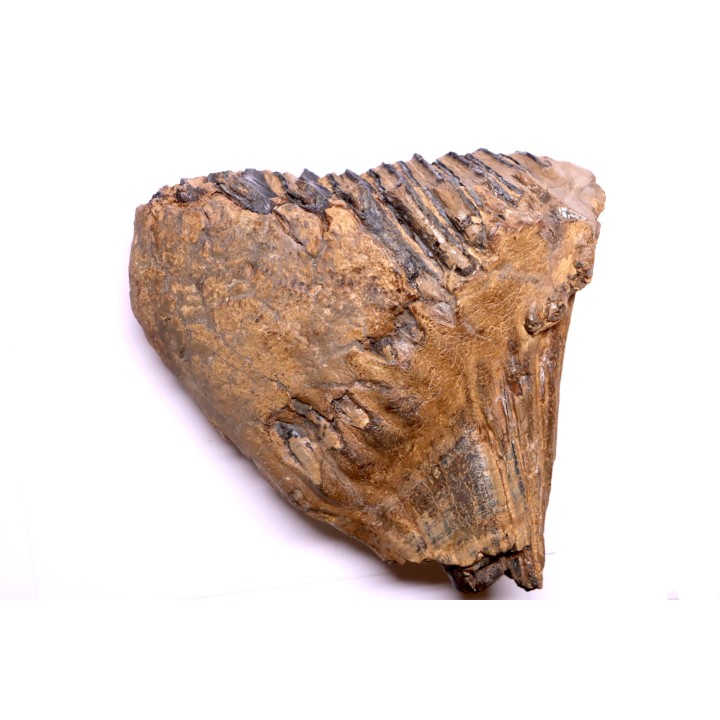 MAMMOTH TOOTH:  Mammuthus primigenius -  Pléistocène - North sea