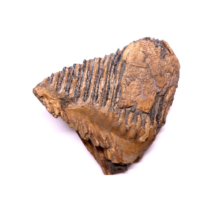 MAMMOTH TOOTH:  Mammuthus primigenius -  Pléistocène - North sea