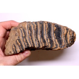 DENT DE MAMMOUTH:  Mammuthus primigenius - Pléistocène   Mer du Nord