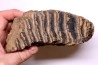 MAMMOTH TOOTH:  Mammuthus primigenius -  Pléistocène - North sea