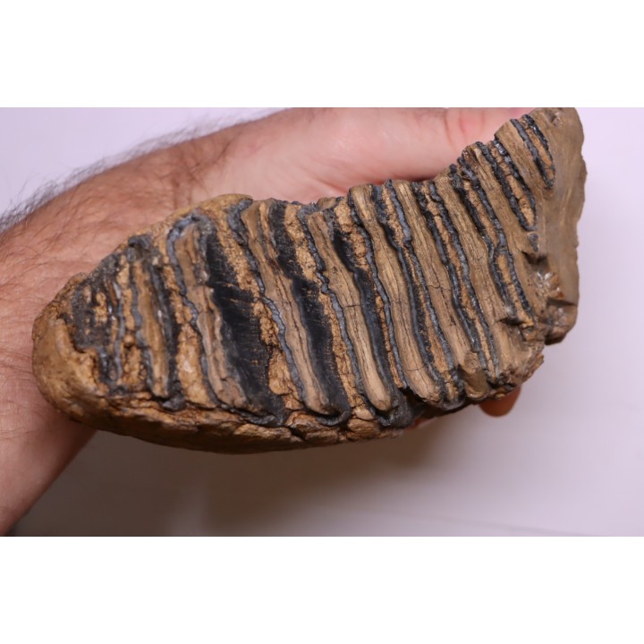 DENT DE MAMMOUTH:  Mammuthus primigenius - Pléistocène   Mer du Nord