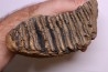 DENT DE MAMMOUTH:  Mammuthus primigenius - Pléistocène   Mer du Nord