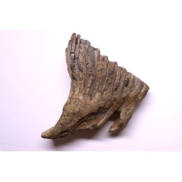 DENT DE MAMMOUTH:  Mammuthus primigenius - Pléistocène   Mer du Nord