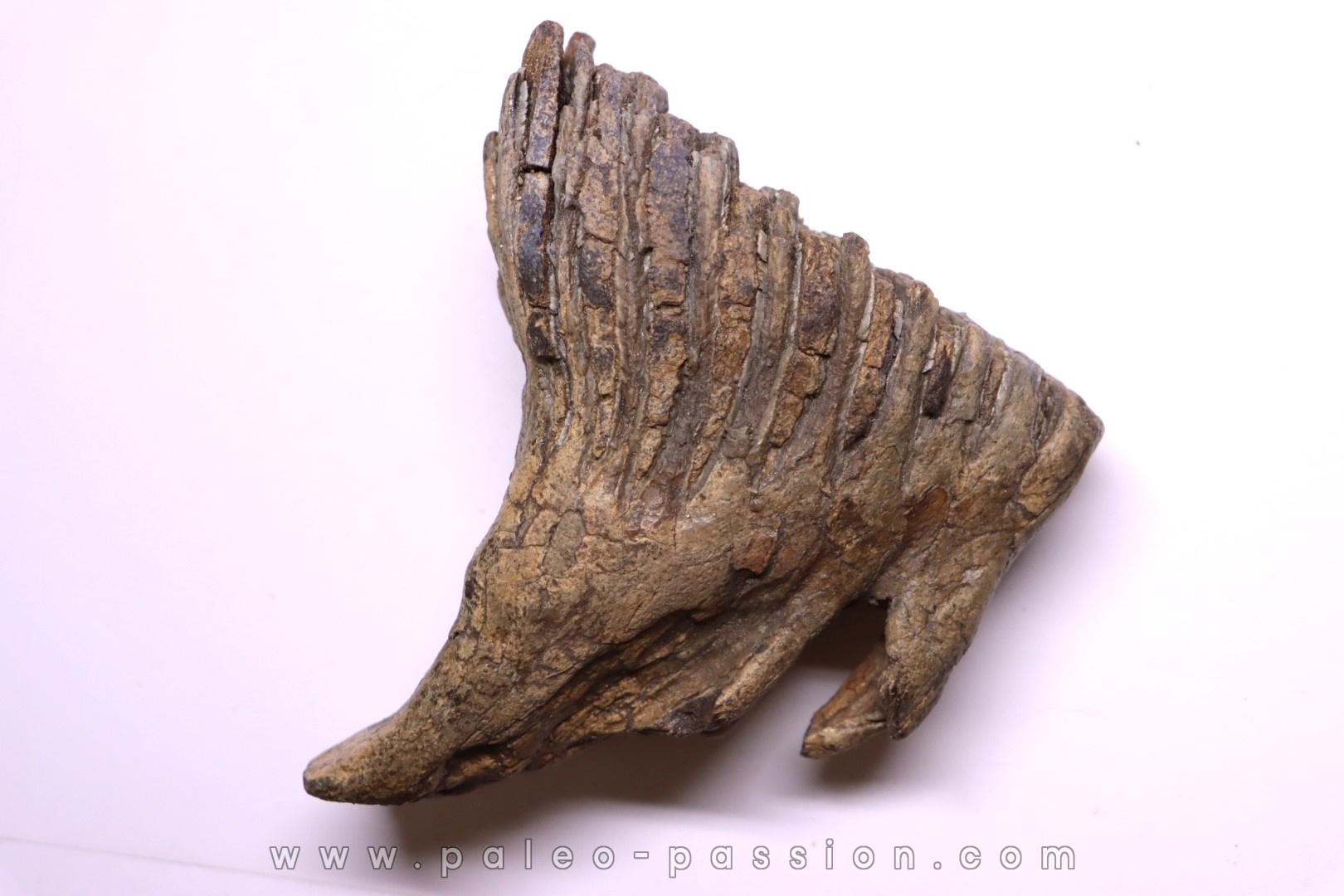 MAMMOTH TOOTH: Mammuthus primigenius - Pléistocène - North sea