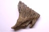 MAMMOTH TOOTH: Mammuthus primigenius - Pléistocène - North sea